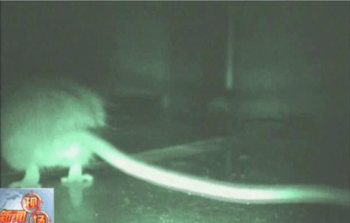 黑猫特警队