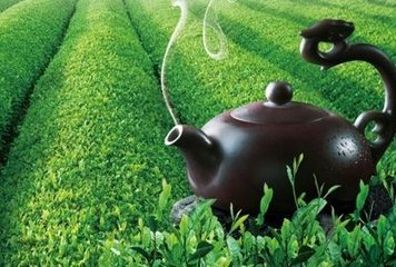 桐城小花绿茶