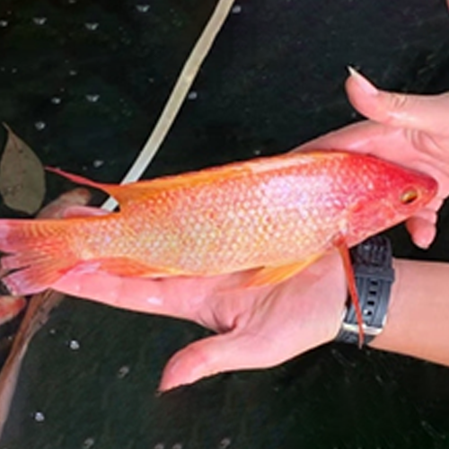 RED TILAPIA
