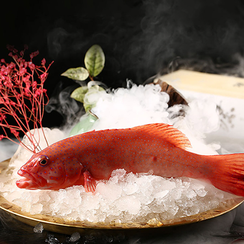 RED GROUPER