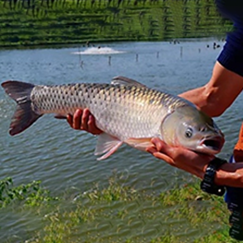 HOIST GRASS CARP