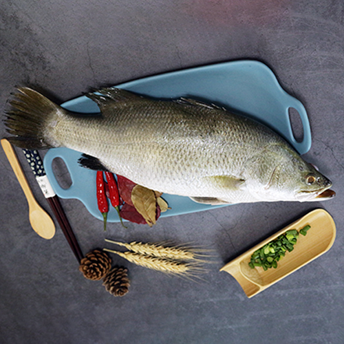 BARRAMUNDI