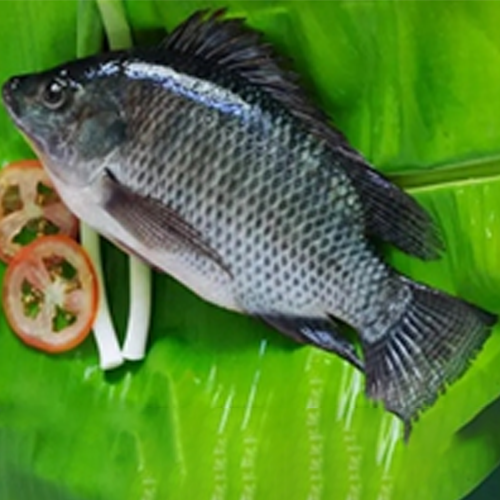 BLACK TILAPIA