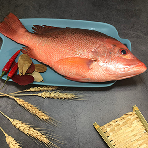 RED DRUM FISH