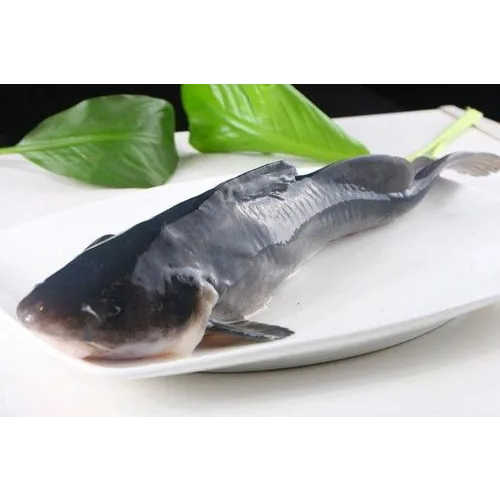 LONGSNOUT CATFISH
