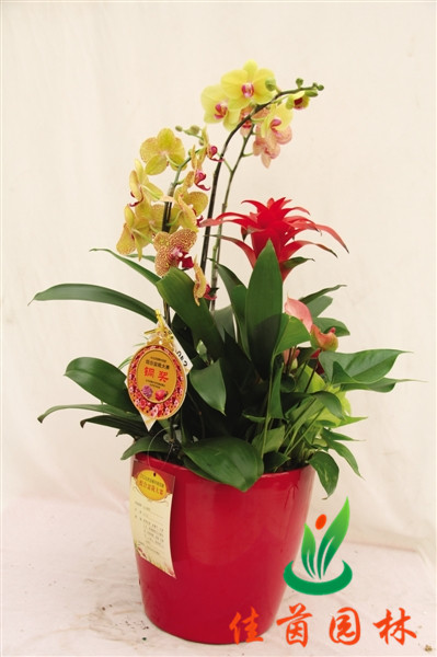 蝴蝶兰组合