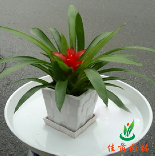 办公室绿植为何容易变得枯萎？