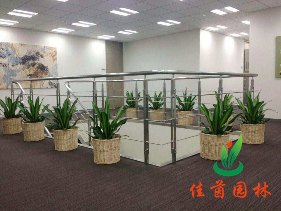 休闲区花木摆放