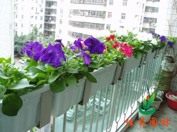 阳台组合盆栽