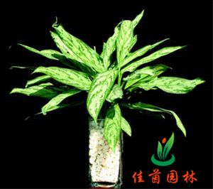 水培黑美人