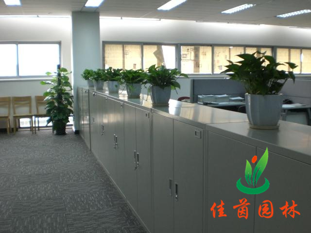 办公区花木摆放
