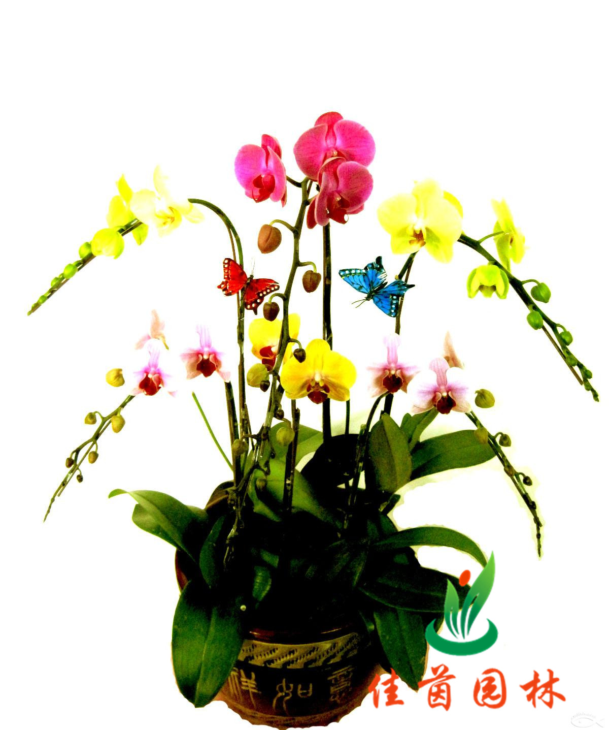 蝴蝶兰