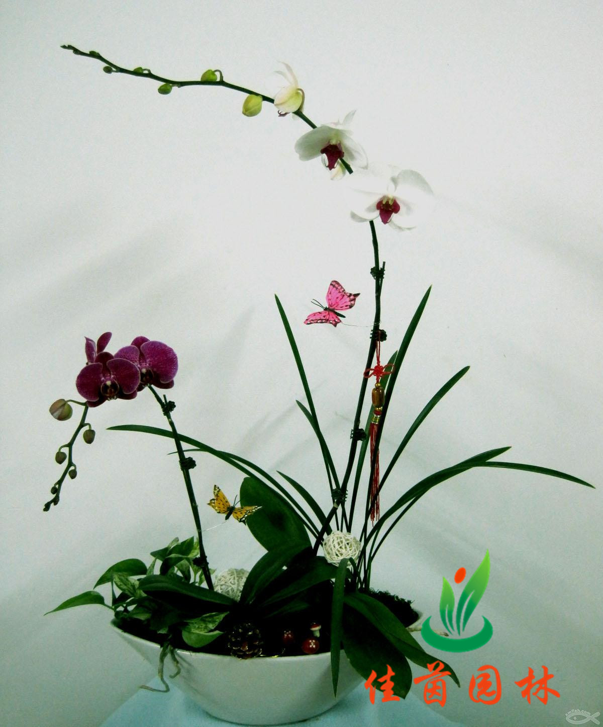 蝴蝶兰