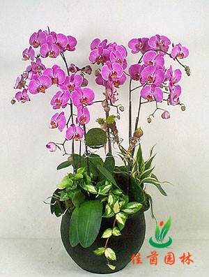 蝴蝶兰