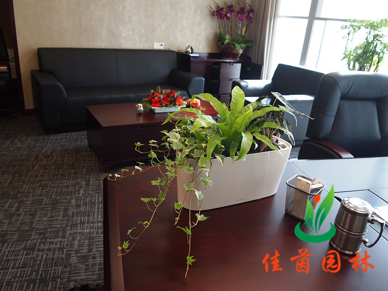 总裁室花木摆放