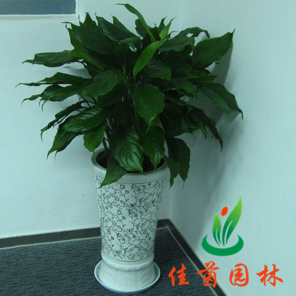 休息室花木摆放