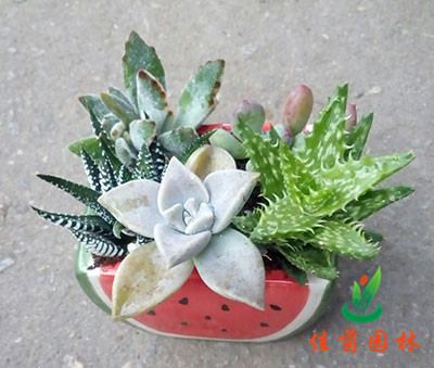 多肉小植物组合