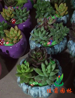 多肉小植物