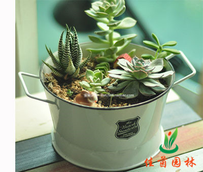 多肉小植物组合