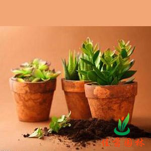 多肉小植物