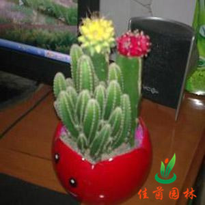 迷你仙人掌
