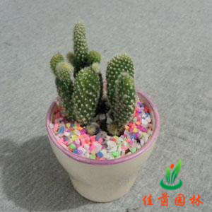 迷你仙人掌