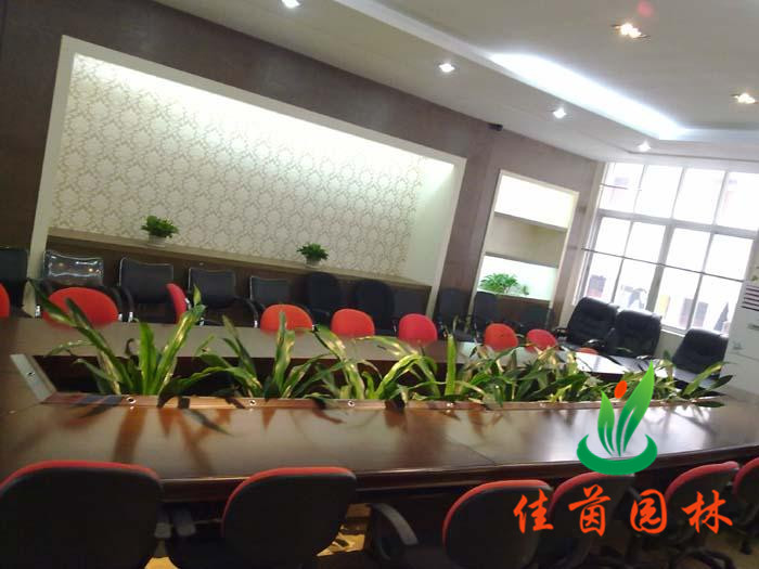 会议室花木摆放