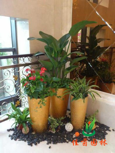 办公花木租赁系列