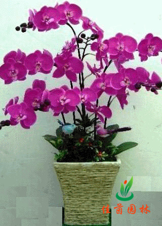 蝴蝶兰