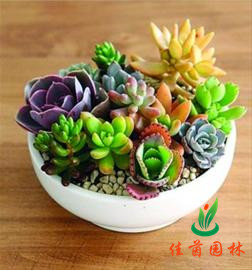 多肉小植物组合