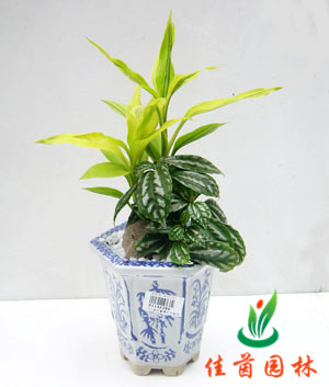 富贵竹组合