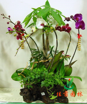 蝴蝶兰组合