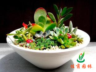 多肉小植物组合