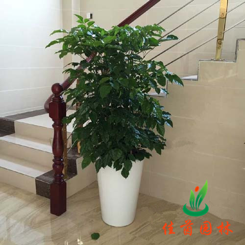 富贵树