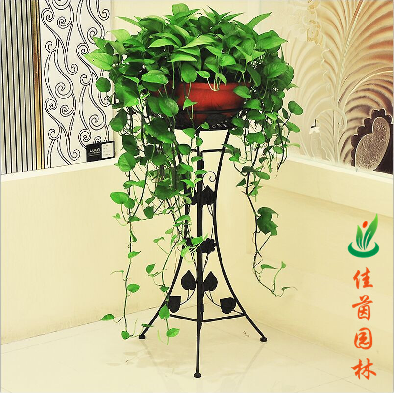 怎样养护吊绿萝？