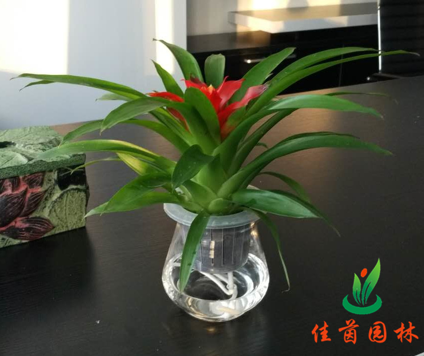 接待室花木摆放