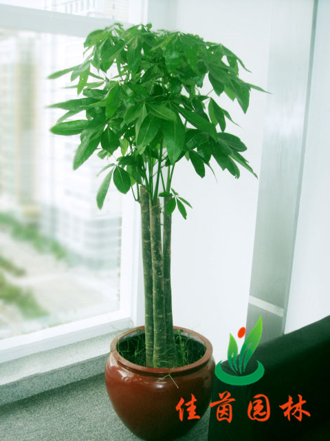 三杆发财树