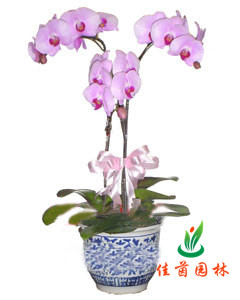 蝴蝶兰