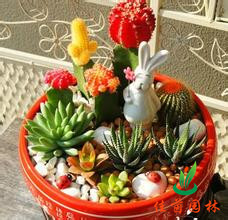 多肉小植物组合