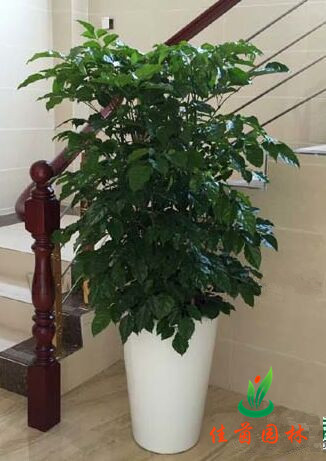 富贵树
