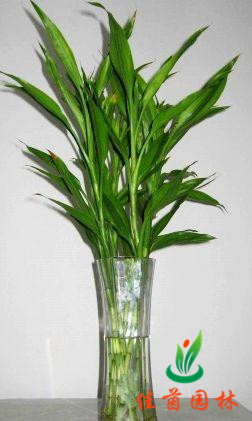 水培富贵竹