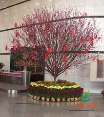 好运桃花花圃组合