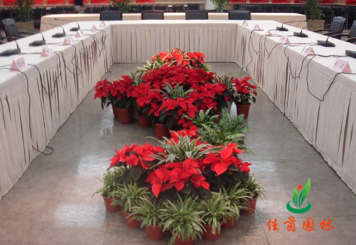 圣诞花布置