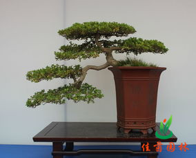 造型盆景