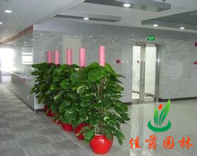 医院花木租赁