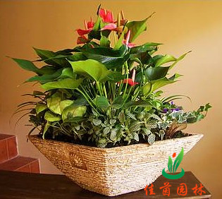 粉掌花组合