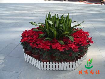 圣诞花布置