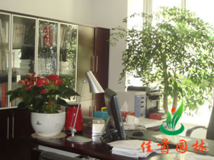 经理室花木摆放