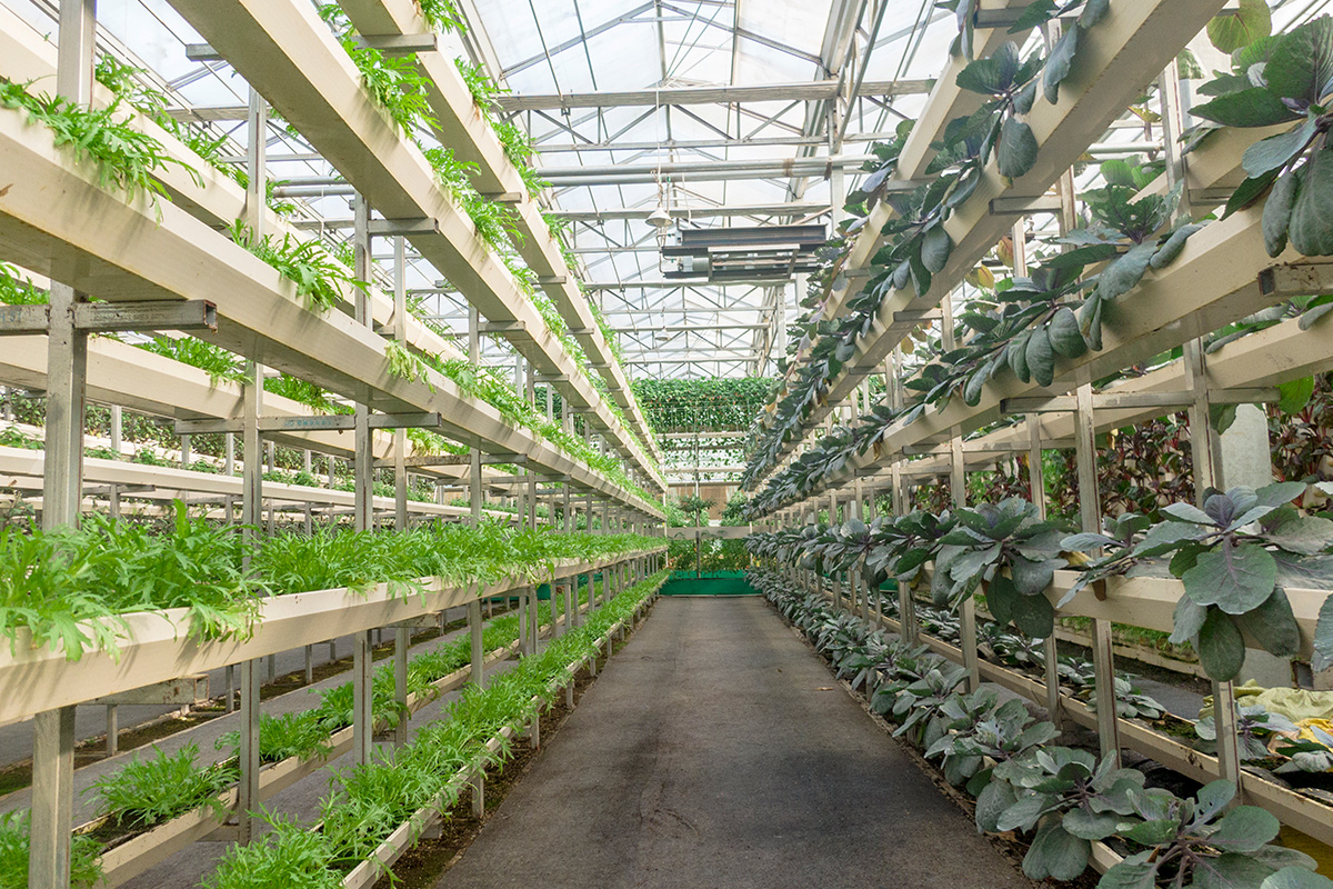 一喷绿 实验植株区域展示