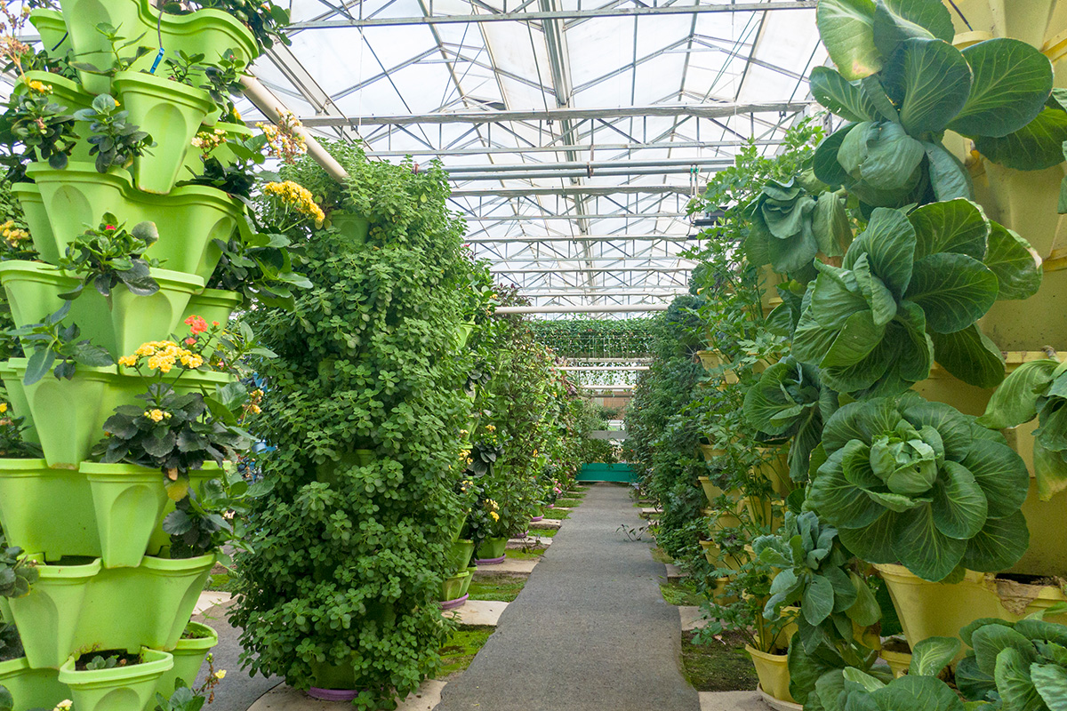 一喷绿 实验植株区域展示